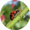 Coccinelle